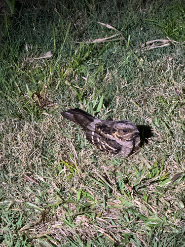 Large-tailed Nightjar