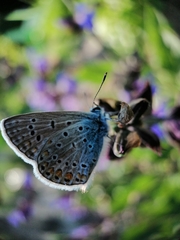 Polyommatus icarus