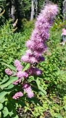 Bombus mixtus