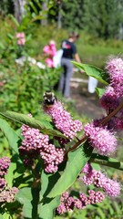 Bombus mixtus