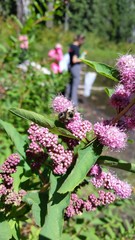 Bombus mixtus