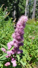 Bombus mixtus