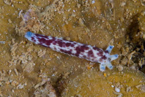 Photo of Mottled sea star (Linckia multifora)