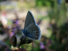 Polyommatus icarus