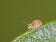 Deuterosminthurus bicinctus