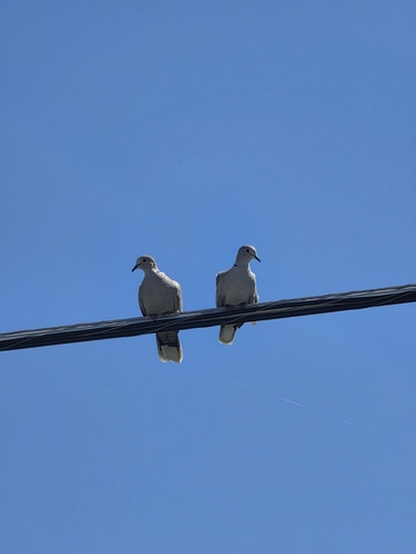 Eurasian Collared-Dove