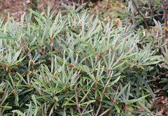 Rhododendron makinoi