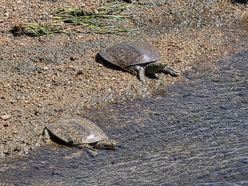 Spiny Softshell