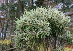 Rhododendron makinoi