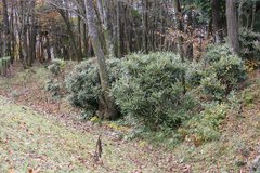 Rhododendron makinoi