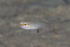 Amblygobius decussatus