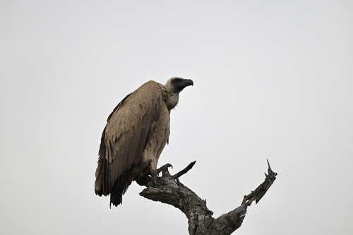 Buitre dorsiblanco africano (Gyps africanus)