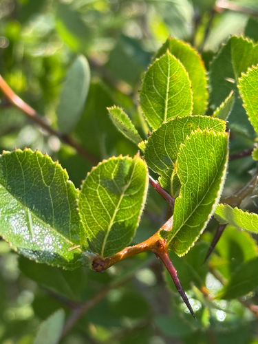 Crataegus berberifolia observed 2026-08-19