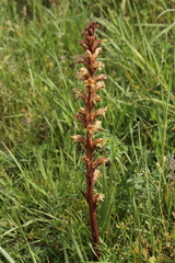 Orobanche lutea
