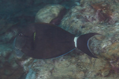 Acanthurus nigricauda