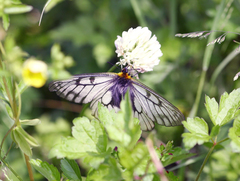 Parnassius glacialis