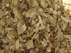 Xylotrechus rusticus