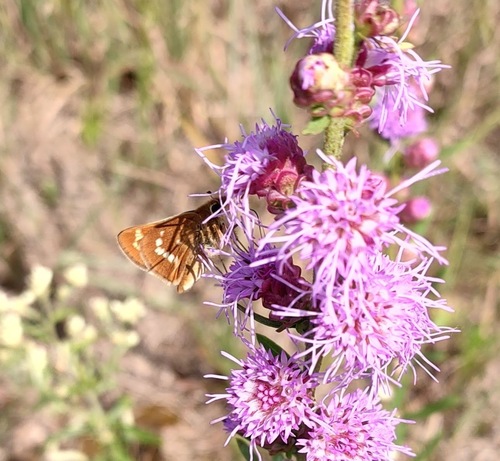 Leonard's Skipper photo 5