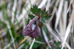 Odontomyia argentata