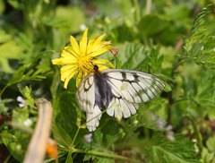 Parnassius glacialis