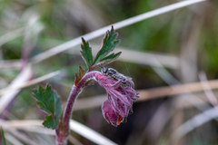 Odontomyia argentata