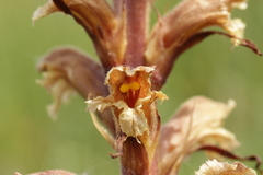 Orobanche lutea