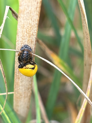 Seven-spotted Lady Beetle