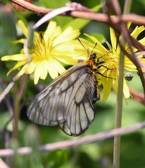 Parnassius glacialis