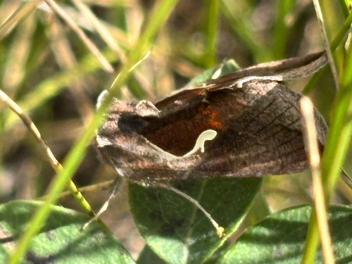 Celery Looper Moth