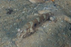 Cryptocentrus strigilliceps