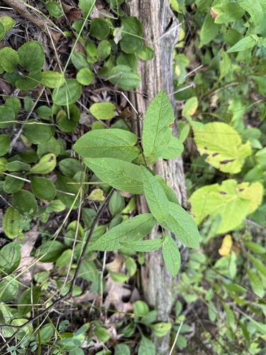 Low False Bindweed