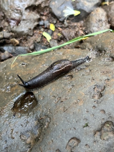 Parmarion martensi observed 2026-08-17