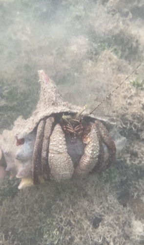 Giant Hermit Crab