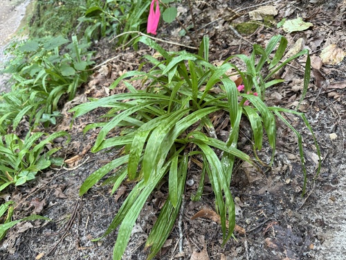 plantainleaf sedge