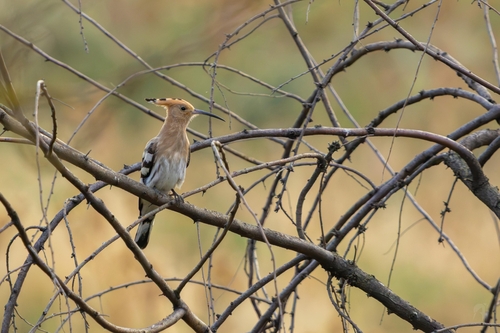 Common Hoopoe