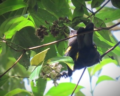 Cacicus chrysonotus