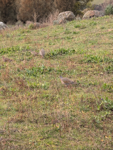 Common Bronzewing