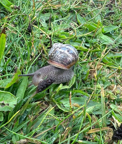 Garden Snail