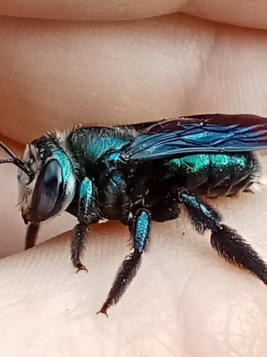 Peacock Carpenter Bee