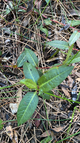 Persicaria dichotoma observed 2026-08-19