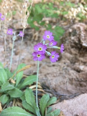 Primula specuicola