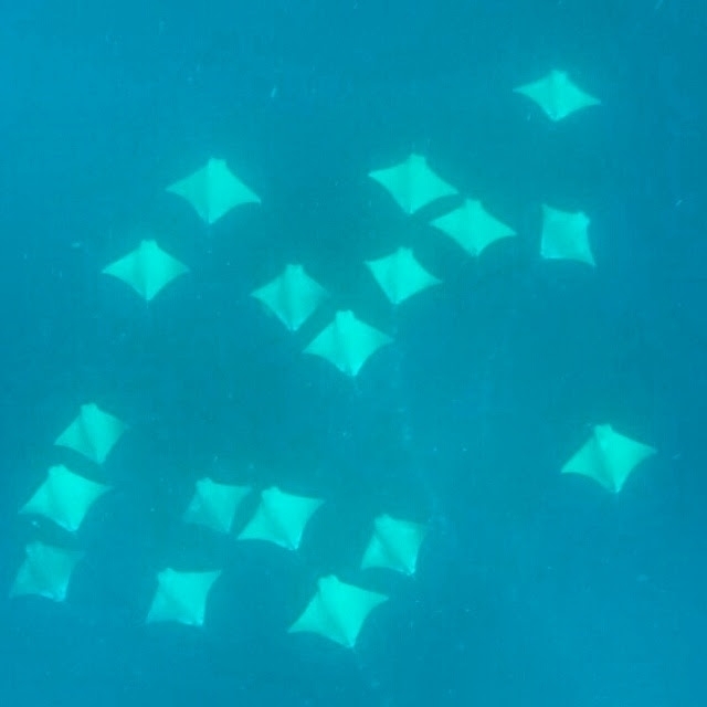 Brazilian cownose ray (Rhinoptera brasiliensis) — Myliobatidae
