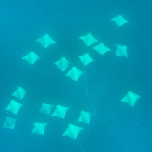 Brazilian cownose ray (Rhinoptera brasiliensis) — Myliobatidae