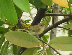 Pachysylvia aurantiifrons