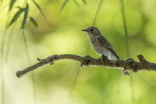 Spotted Flycatcher