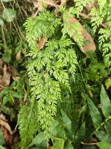 Onychium japonicum