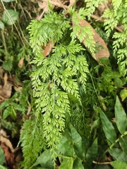 Onychium japonicum