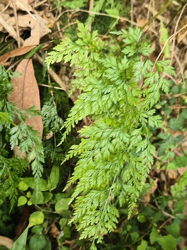 Onychium japonicum, photograph 2