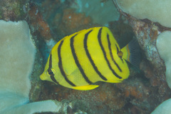Chaetodon octofasciatus