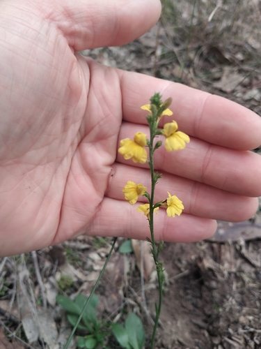 Goodenia bellidifolia, 2026-08-20
